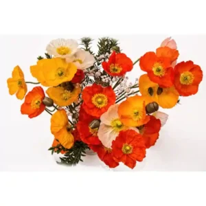 California Poppy Mixed Seeds-60seeds