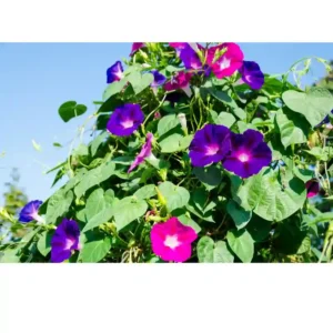 Morning Glory Mixed Seeds(40 seeds)