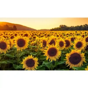 Sunflower Seeds- 20 seeds