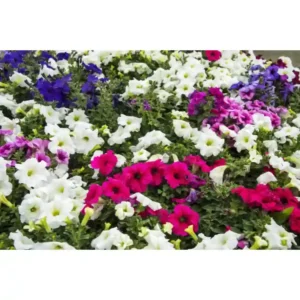 Petunia N C Mixed seeds- 30 seeds