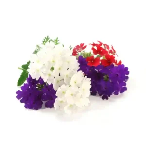 Verbena  Mixed Seeds(50 no. of seeds)