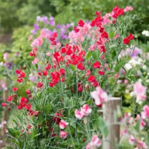 Sweet Pea Mixed Seeds(30-40 Seeds)