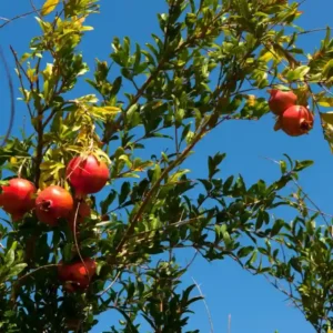 Pomegranate Plant(अनार का पौधा)-1 pc