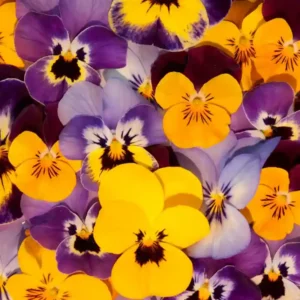 Pansy Swiss Giant Mixed Seeds- 100 seeds