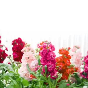 Stocks Double Perfection Mix Seeds- 50 seeds