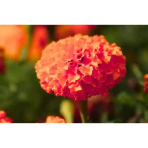 African Marigold Seeds(ORANGE)- 50 seeds