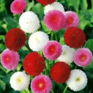 Daisy Double Mixed Seeds-45seeds