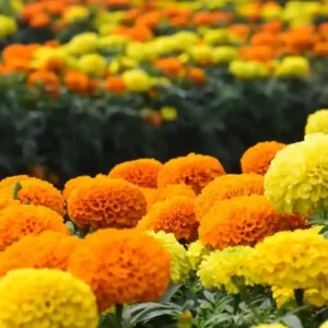 African Marigold Mix Seeds - 50seeds