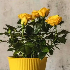 Yellow Rose Plant-1pc