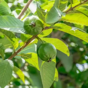 Guava Plant(अमरूद का पौधा)-1pc