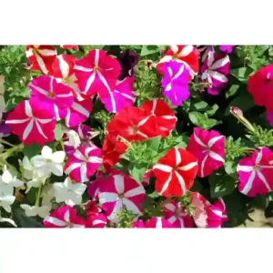 Petunia Star Mixed Seeds- 50 seeds