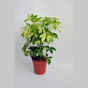Seflora (Schefflera) Plant- 1pc